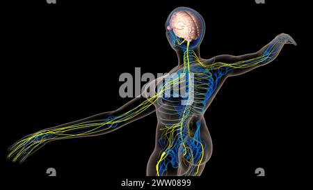 Die Anatomie des menschlichen Gehirns im Zentralnervensystem für die medizinische 3D-Illustration des Konzepts Stockfoto