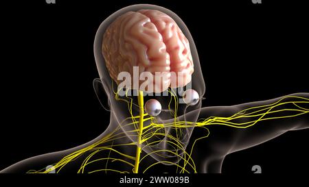 Die Anatomie des menschlichen Gehirns im Zentralnervensystem für die medizinische 3D-Illustration des Konzepts Stockfoto