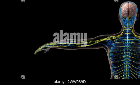 Die Anatomie des menschlichen Gehirns im Zentralnervensystem für die medizinische 3D-Illustration des Konzepts Stockfoto