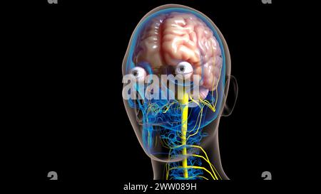 Die Anatomie des menschlichen Gehirns im Zentralnervensystem für die medizinische 3D-Illustration des Konzepts Stockfoto