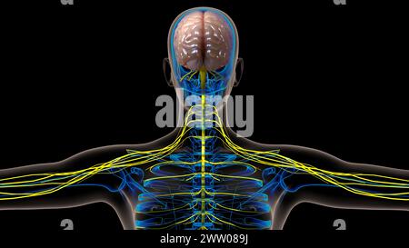 Die Anatomie des menschlichen Gehirns im Zentralnervensystem für die medizinische 3D-Illustration des Konzepts Stockfoto