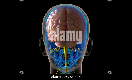 Die Anatomie des menschlichen Gehirns im Zentralnervensystem für die medizinische 3D-Illustration des Konzepts Stockfoto