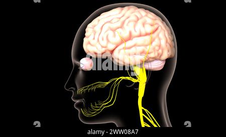 Die Anatomie des menschlichen Gehirns im Zentralnervensystem für die medizinische 3D-Illustration des Konzepts Stockfoto