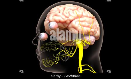Die Anatomie des menschlichen Gehirns im Zentralnervensystem für die medizinische 3D-Illustration des Konzepts Stockfoto