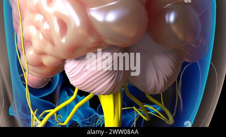 Die Anatomie des menschlichen Gehirns im Zentralnervensystem für die medizinische 3D-Illustration des Konzepts Stockfoto