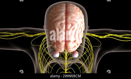 Die Anatomie des menschlichen Gehirns im Zentralnervensystem für die medizinische 3D-Illustration des Konzepts Stockfoto