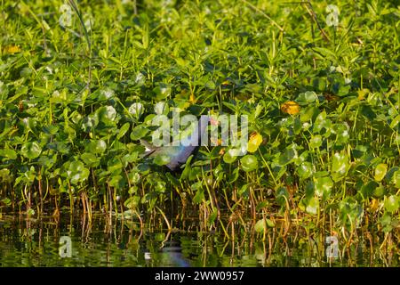 Ein erwachsener lila Gallinule, der durch die Feuchtgebiete läuft. Stockfoto