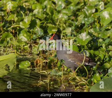 Ein gemeiner Gallengang im flachen Wasser eines Feuchtgebiets. Stockfoto