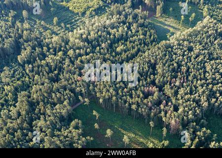 Einen Kiefernwald schneiden, Blick von oben, in einem Heißluftballon fliegen. Illegales Verschwinden von Wäldern. Stockfoto