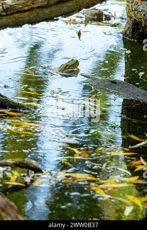 Frühlingsflut und Waldflut. Stockfoto