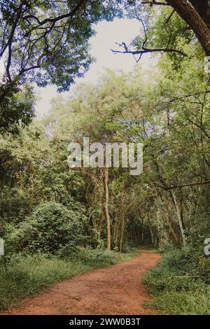 Schotterweg im Wald Stockfoto