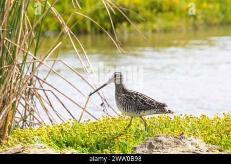 African Snipe (Gallinagro nigripennis) oder Ethiopian Snipe, Berg River, Velddrif, Westküste, Südafrika auf Gezeitenschlammflächen Stockfoto