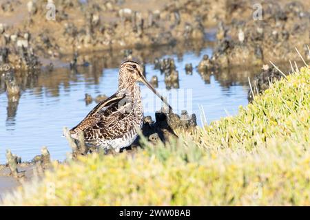 African Snipe (Gallinagro nigripennis) oder Äthiopian Snipe Velddrif, Berg River Mündung, Westküste, Westkap, Südafrika Stockfoto