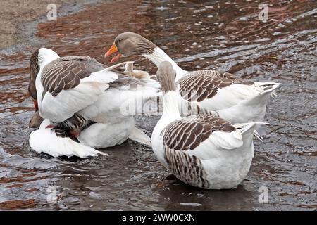 Paarungsgänse mit zwei verärgerten Zuschauern in braunem Wasser Stockfoto