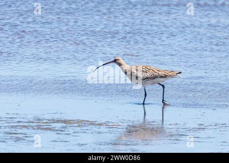 Eurasian Curlew (Numenius arquata) Geelbek Hide, West Coast National Park, Westküste, Westkap, Südafrika Stockfoto