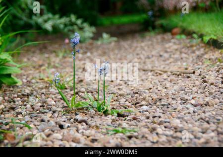 Bluebell spazieren Sie durch die Wälder und beobachten Sie die lebendigen Blauglocken, die wie ein Teppich in Farbe angelegt sind Stockfoto