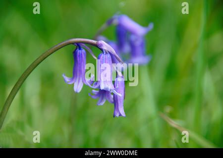 Bluebell spazieren Sie durch die Wälder und beobachten Sie die lebendigen Blauglocken, die wie ein Teppich in Farbe angelegt sind Stockfoto