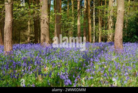 Bluebell spazieren Sie durch die Wälder und beobachten Sie die lebendigen Blauglocken, die wie ein Teppich in Farbe angelegt sind Stockfoto