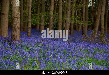 Bluebell spazieren Sie durch die Wälder und beobachten Sie die lebendigen Blauglocken, die wie ein Teppich in Farbe angelegt sind Stockfoto