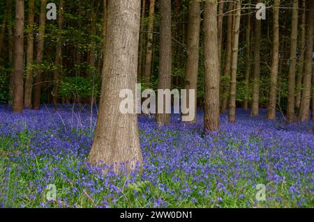 Bluebell spazieren Sie durch die Wälder und beobachten Sie die lebendigen Blauglocken, die wie ein Teppich in Farbe angelegt sind Stockfoto