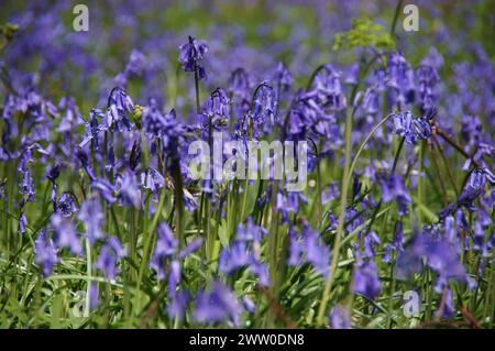 Bluebell spazieren Sie durch die Wälder und beobachten Sie die lebendigen Blauglocken, die wie ein Teppich in Farbe angelegt sind Stockfoto