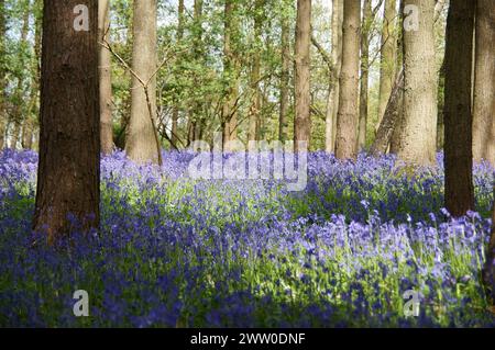 Bluebell spazieren Sie durch die Wälder und beobachten Sie die lebendigen Blauglocken, die wie ein Teppich in Farbe angelegt sind Stockfoto