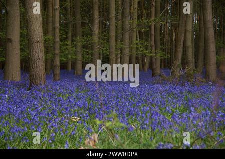 Bluebell spazieren Sie durch die Wälder und beobachten Sie die lebendigen Blauglocken, die wie ein Teppich in Farbe angelegt sind Stockfoto