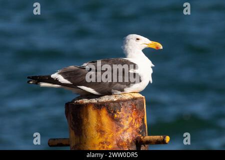 Seetang-Möwe (Larus dominicanus vetula) thront auf einem rostigen Schiffspoller im Hafen von Velddrif, Westküste, Südafrika bei Sonnenuntergang Stockfoto