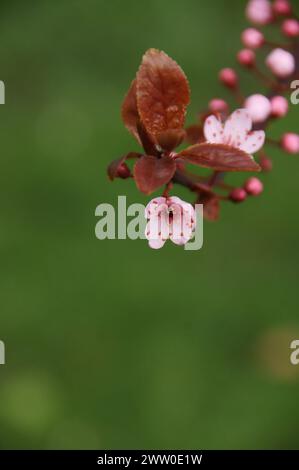 Eine Sammlung von Stiefmütterchen, Daisies und Rosen Stockfoto