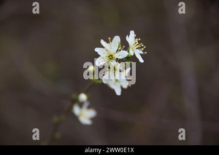 Eine Sammlung von Stiefmütterchen, Daisies und Rosen Stockfoto