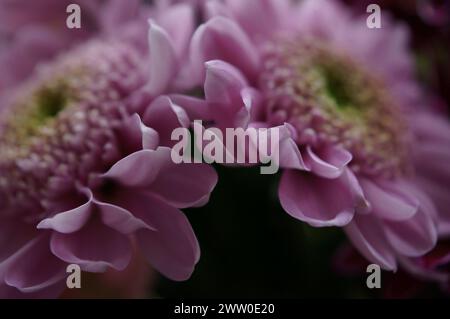 Eine Sammlung von Stiefmütterchen, Daisies und Rosen Stockfoto