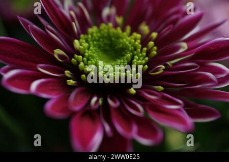 Eine Sammlung von Stiefmütterchen, Daisies und Rosen Stockfoto