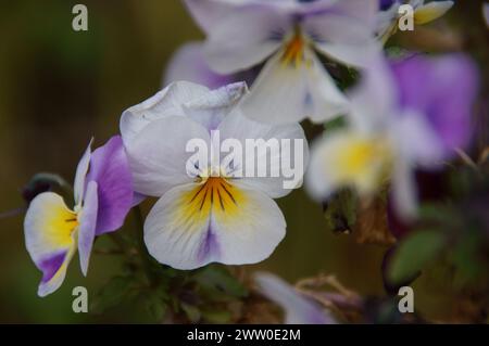 Eine Sammlung von Stiefmütterchen, Daisies und Rosen Stockfoto