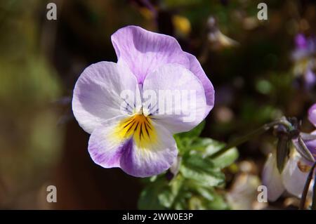 Eine Sammlung von Stiefmütterchen, Daisies und Rosen Stockfoto