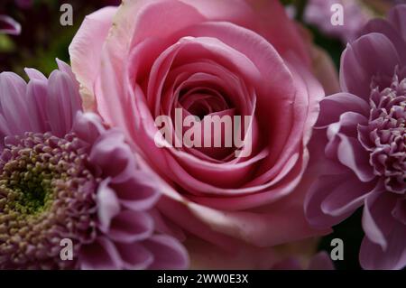 Eine Sammlung von Stiefmütterchen, Daisies und Rosen Stockfoto