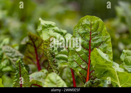 Rote Bete im Makrobild Stockfoto