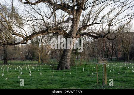 Eichensämlinge im Park in Mailand, Italien. Große Eiche in der Mitte. Keine sichtbaren Personen Stockfoto