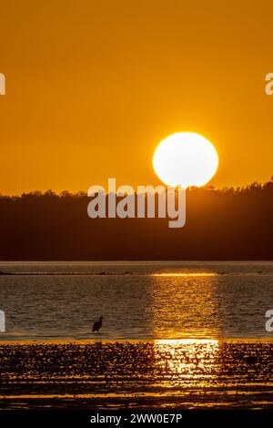 Silhouette eines Reihers an der Küste mit großer Sonne und goldenem Licht, das im Wasser reflektiert Stockfoto