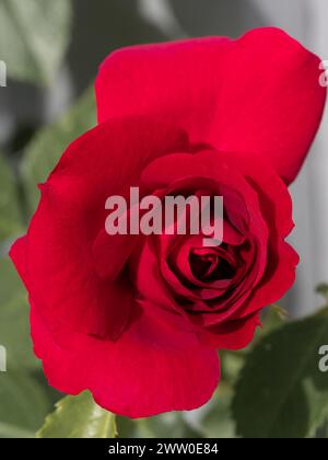Rote Rose im Sonnenlicht mit grünen Blättern Hintergrund Stockfoto