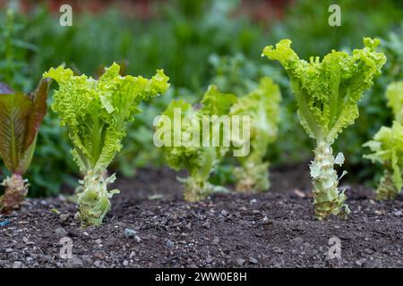 Salatsalat, der im Boden eines Gartens wächst Stockfoto