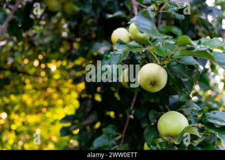Ein Apfelbaum nach dem Regen. Grüne, feuchte Äpfel auf einem Zweig. Stockfoto
