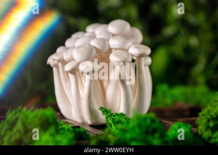 Nahaufnahme eines Haufens Shimeji-Pilze, umgeben von grünem Moos, mit optischen Effekten, Regenbogen und Blenden, Superfood, eine Art köstlicher Austernmushr Stockfoto