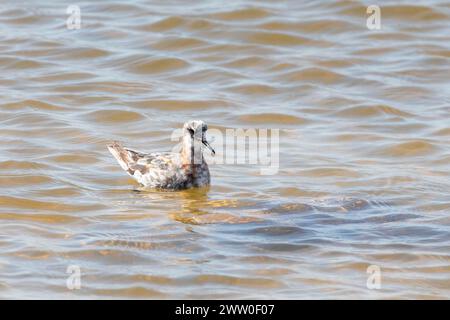 Weibliche Rothalsphalarope (Phalaropus lobatus) in der Nachzuchtmoult, Kliphoek Salinen, Velddrif, Westküste, Südafrika Stockfoto