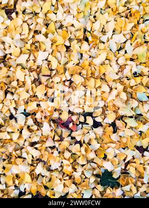 Herbstzauber: Gelbe Blätter fallen vom Majestic Ginkgo Tree im örtlichen Park, Deutschland, Mönchengladbach Stockfoto