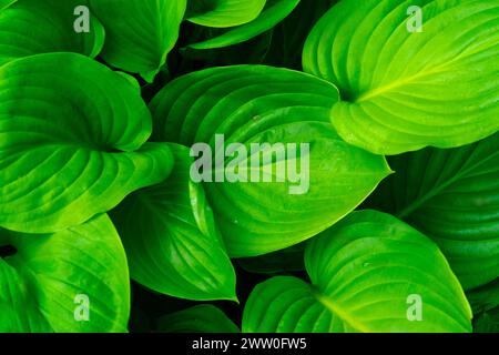 Mehrjährige Hosta-Pflanze. Hintergrund großer und grüner Hostablätter. Stockfoto