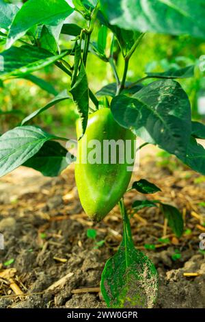 Grüner Pfeffer wächst auf einem Busch. Stockfoto