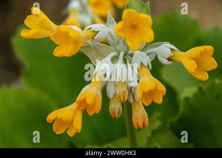 Markante Primula palinuri, Palinuro auricula. Natürliches Nahaufnahme blühendes Pflanzenporträt, Frühling. Verführerisch, Erstaunlich, Atemberaubend, Fesselnd, Stockfoto