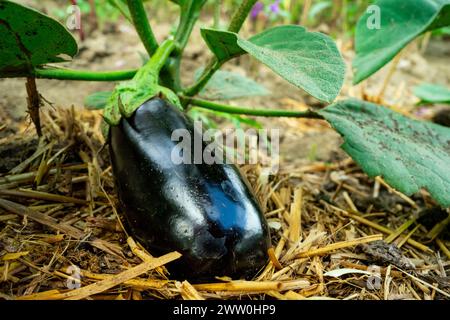 Eine junge schwarze Aubergine reift auf einem Busch Stockfoto