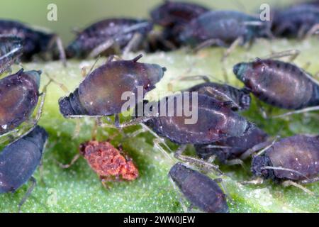 Spektakulär aussehende Blattläuse. Bunte Pflanzenschädlinge. Stockfoto