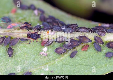 Spektakulär aussehende Blattläuse. Bunte Pflanzenschädlinge. Stockfoto